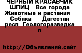 ЧЕРНЫЙ КРАСАВЧИК ШПИЦ - Все города Животные и растения » Собаки   . Дагестан респ.,Геологоразведка п.